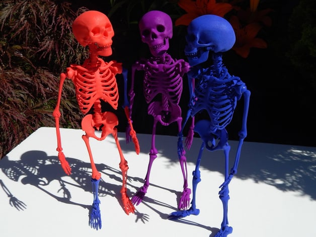 Mr Bones -- Articulated Skeleton